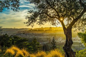 Le mont des Oliviers