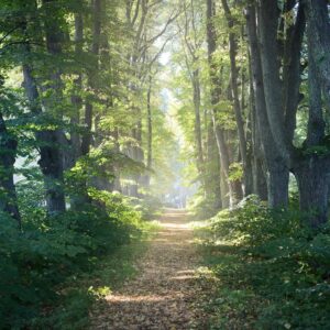 France Foret