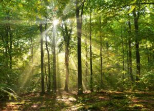 France Foret