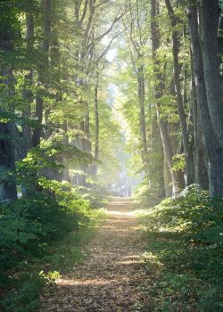 France Foret