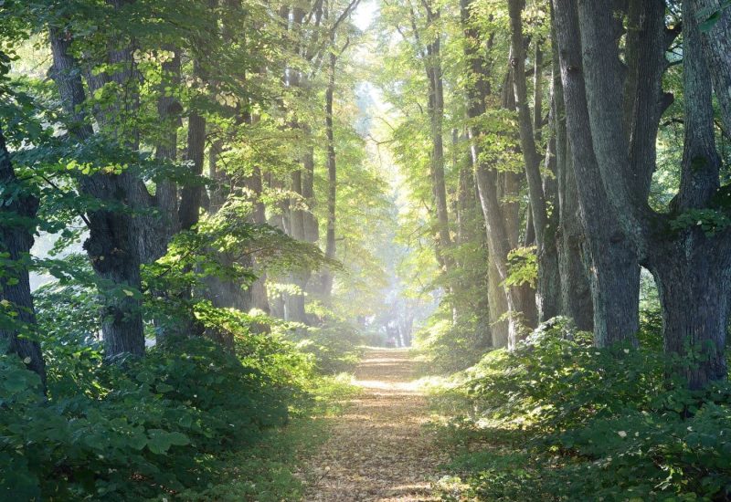 France Foret