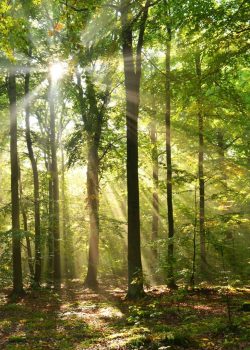 France Foret