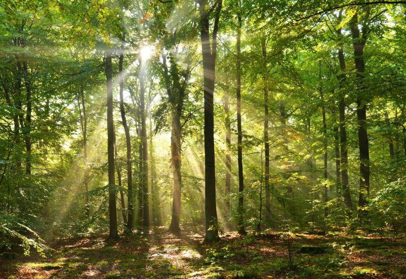 France Foret