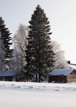 jan_meyes-trees-7847683_1920