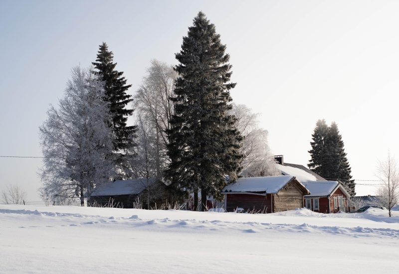 jan_meyes-trees-7847683_1920